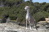 WHIPPET 025